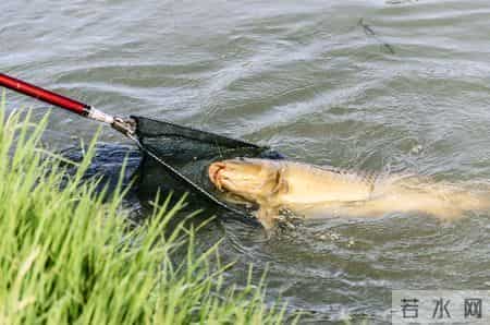 经常钓不到鱼，真的是技不如人吗？垂钓中需要注意这些细节问题