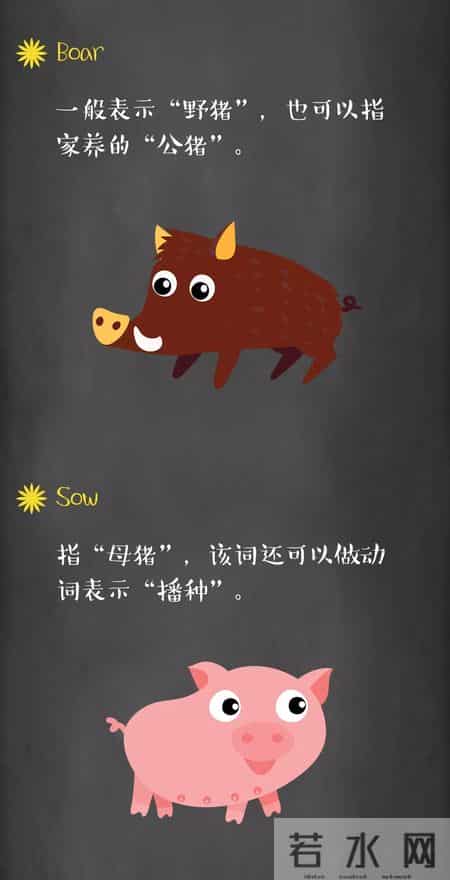 pig是什么意思,piggy是什么意思