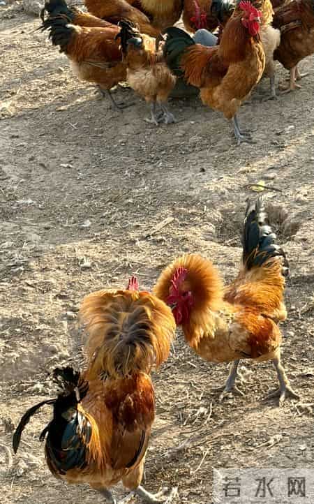 半年战死70多只，“战斗鸡”缘何好斗？无奈给公鸡戴眼镜障目，鸡场期待行家揭秘并支招