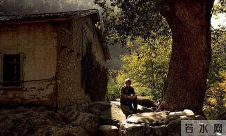 我愿做一棵树,我愿做一棵树一半在土里 一半图片