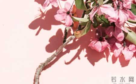 三八活动方案,三八活动内容