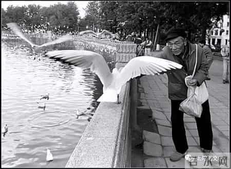老人与海鸥教学实录