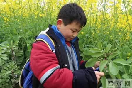 春天的课堂,赏春. 品春. 惜春 ——走进“春天的课堂”