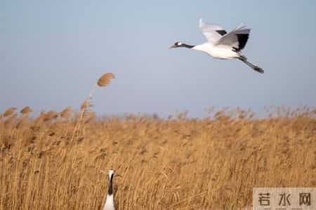 二十年后的家乡五年级,二十年后的家乡五年级作文