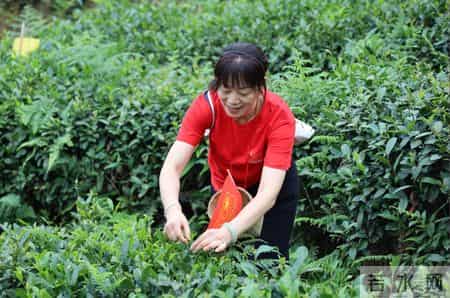 三八节活动方案