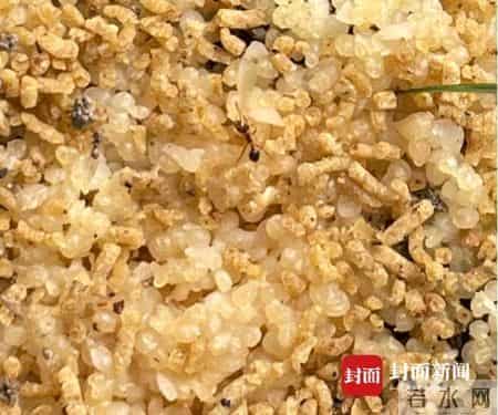 人蚁大战谁会胜？成都金堂一公园疑遭红火蚁入侵