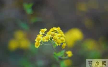 生日感谢词,用高情商的生日感谢语言，传递真挚的祝福