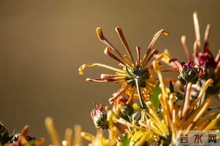 张晓磊情感爆款文章-迟来的爱：秋天绽放的那一朵花