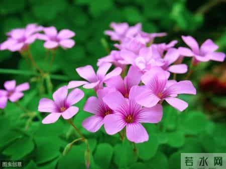 很漂亮的6种野花，农村很常见，比盆栽花卉还美