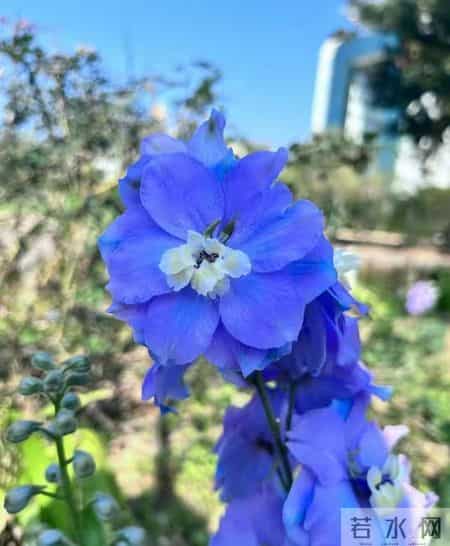 非常女生,非常女生杨红樱电子书