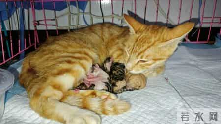 我的动物朋友小猫