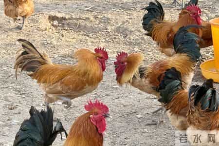 半年战死70多只，“战斗鸡”缘何好斗？无奈给公鸡戴眼镜障目，鸡场期待行家揭秘并支招