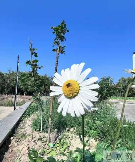 非常女生,非常女生杨红樱电子书