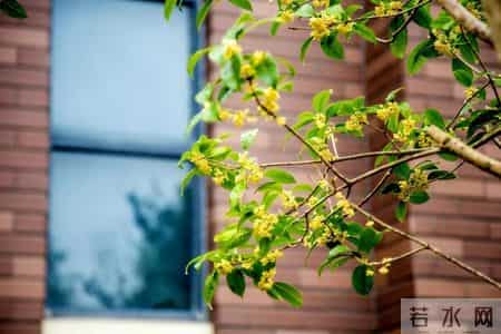 校园风景线,校园风景线广播稿