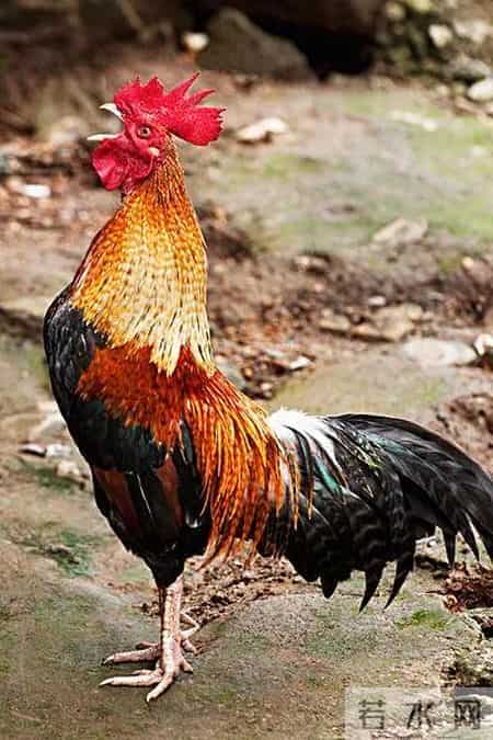 分享图片，威武漂亮的大公鸡。