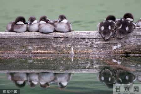 丑小鸭主要内容,创作于180年前的《丑小鸭》，是否仍在被我们误解或简化？