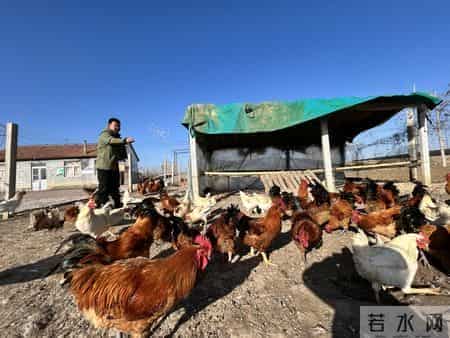 半年战死70多只，“战斗鸡”缘何好斗？无奈给公鸡戴眼镜障目，鸡场期待行家揭秘并支招