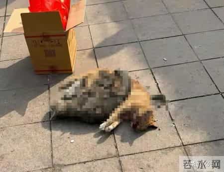 公寓管理员持杆打翻垃圾小猫,杭州虐猫事件后续：五只猫咪遭摔死勒死，警方介入，更多内幕曝光