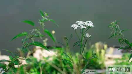 与迷茫和痛苦共舞,你真的懂得蜕变的意义吗？