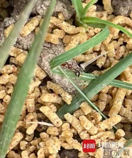 人蚁大战谁会胜？成都金堂一公园疑遭红火蚁入侵