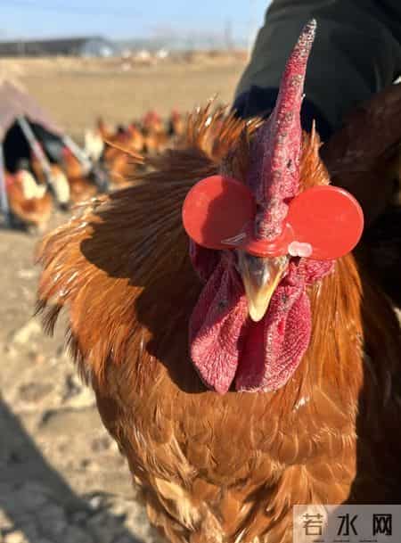 半年战死70多只，“战斗鸡”缘何好斗？无奈给公鸡戴眼镜障目，鸡场期待行家揭秘并支招