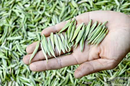 让真情自然流露作文450字左右,我的光影故事2025｜在无量山间，我用镜头读懂乡土中国