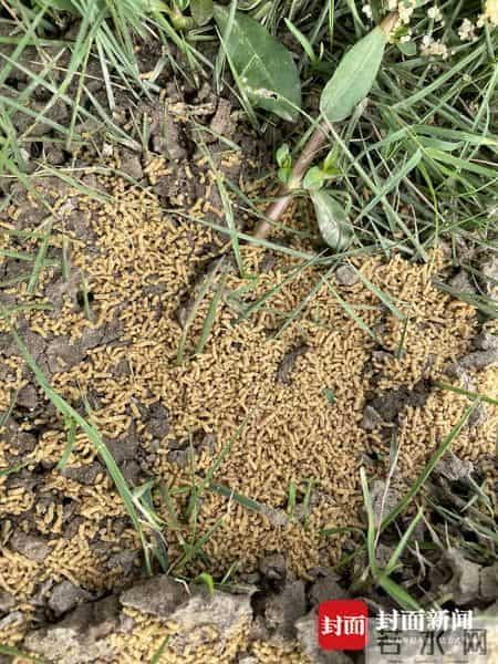 人蚁大战谁会胜？成都金堂一公园疑遭红火蚁入侵
