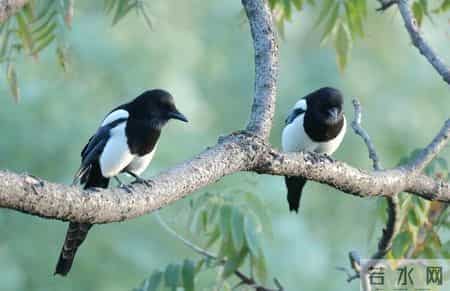 今日情感故事：《暧昧一旦开始，余生都躲不开那个人》