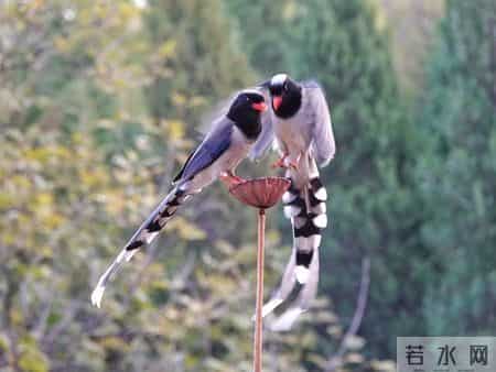今日情感故事：《暧昧一旦开始，余生都躲不开那个人》