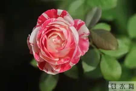 感恩2021展望2022,感恩2020展望2021文字