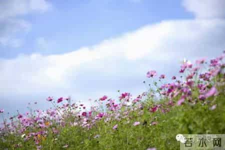 席慕容 一棵开花的树,席慕蓉: 一棵会开花的树