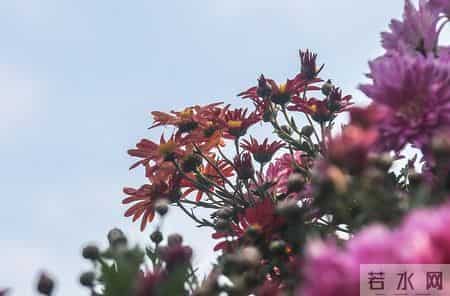 张晓磊情感爆款文章-迟来的爱：秋天绽放的那一朵花