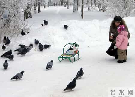 我的动物朋友小猫,我的动物朋友小猫600字