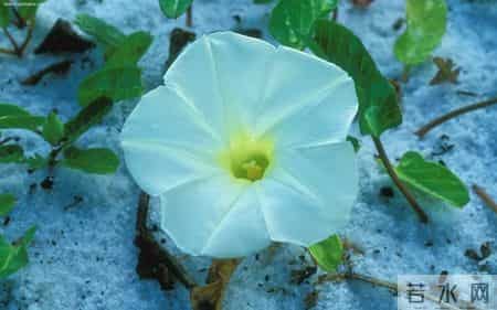 五年级作文450字