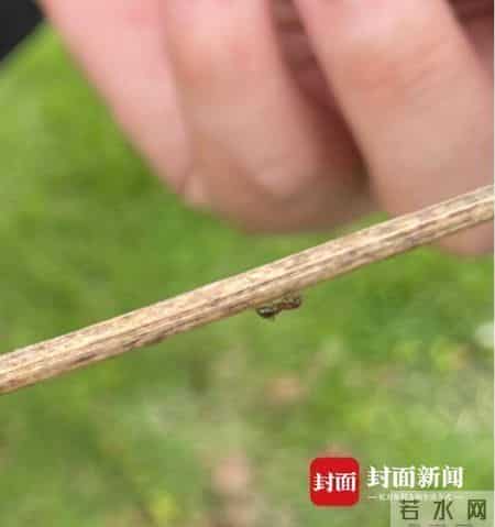 人蚁大战谁会胜？成都金堂一公园疑遭红火蚁入侵