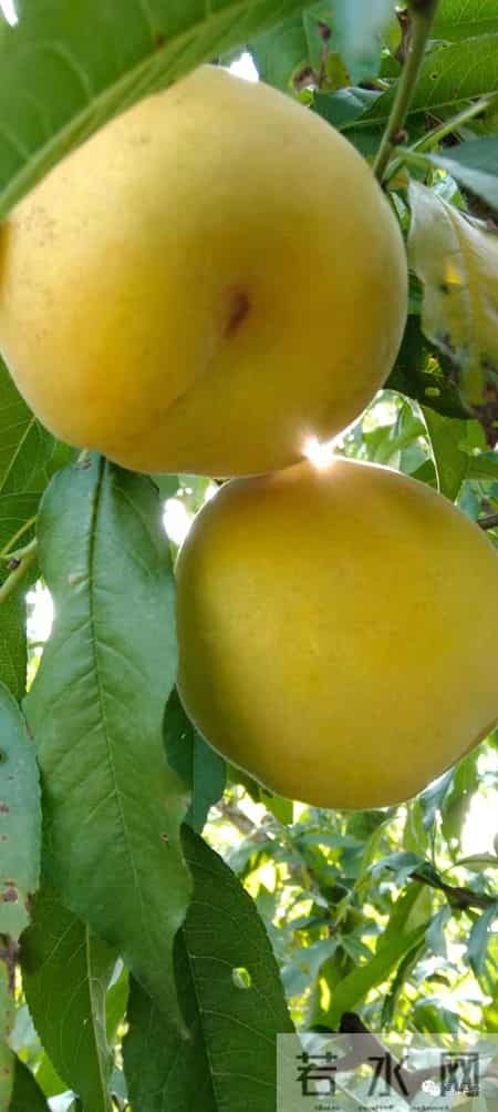 大学迎新晚会主持词,“串场词”的美学要素，一位“串场词”大师积累几十年的独门秘籍