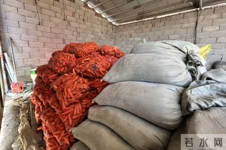 半年战死70多只，“战斗鸡”缘何好斗？无奈给公鸡戴眼镜障目，鸡场期待行家揭秘并支招