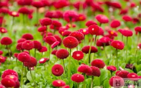 小学毕业父母寄语精选