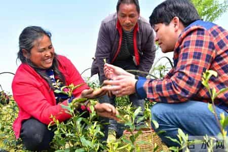 巾帼建功标兵事迹材料,巾帼建功标兵个人简介
