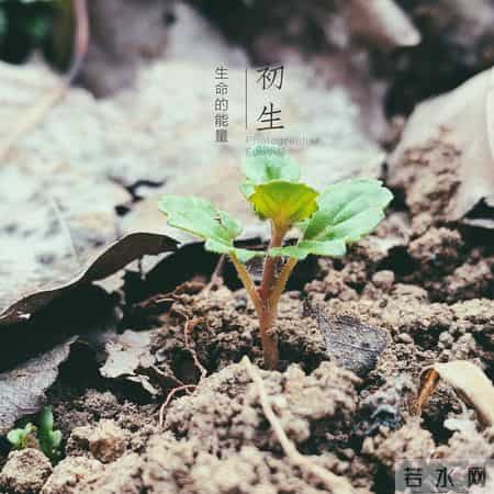 我眼中的自己,张晓磊情感爆款文章-镜中影，心中我：最难看清的自己