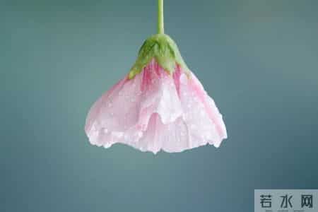 对偶句是什么意思