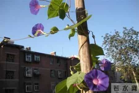 牵牛花(生活随笔)