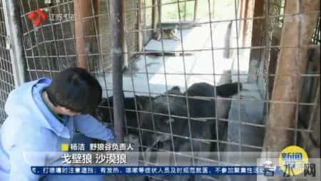 关于狼的文章,与狼为伴!她是深山峡谷守护狼群的"女狼王"