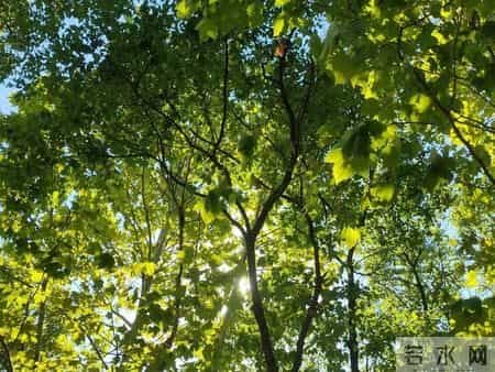 校园风景线,校园风景线广播稿