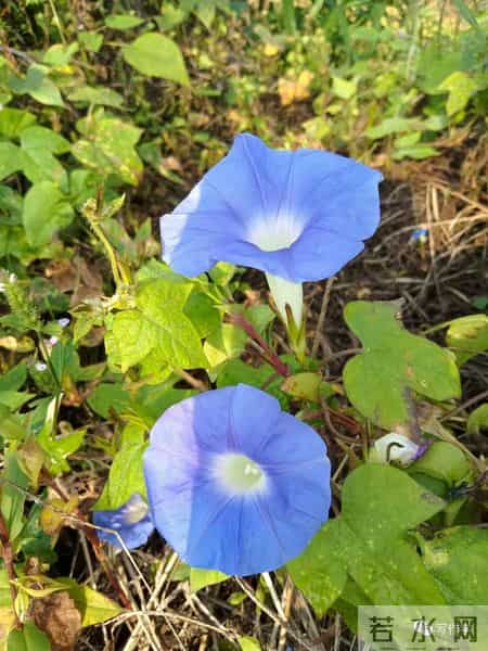 大学迎新晚会主持词,“串场词”的美学要素，一位“串场词”大师积累几十年的独门秘籍