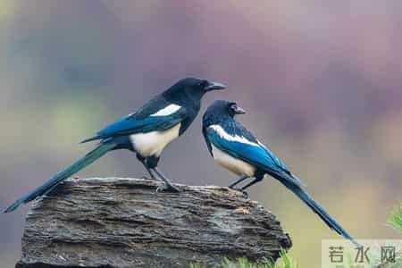 今日情感故事：《暧昧一旦开始，余生都躲不开那个人》