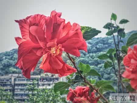 我的心里话,我的心里话20字简短