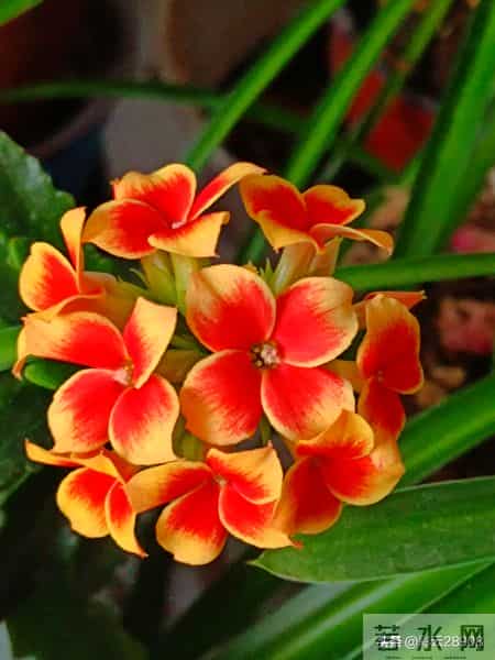 花团锦簇说课稿,小学美术花团锦簇说课稿