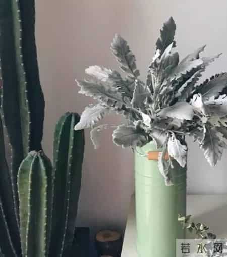 20种花材的插花方法，不会插花看这里