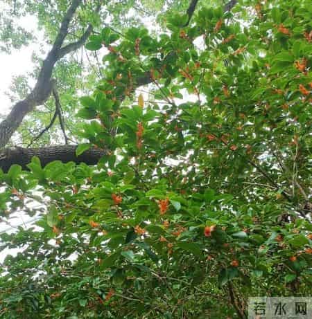 校园风景线,校园风景线广播稿